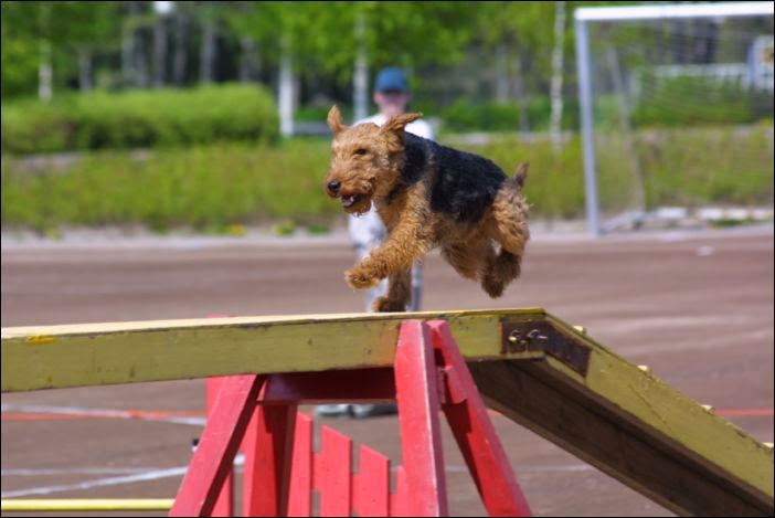 Nesti agilityradalla (kuva Jari Nevalainen) Nesti agilityradalla (kuva Jari Nevalainen)