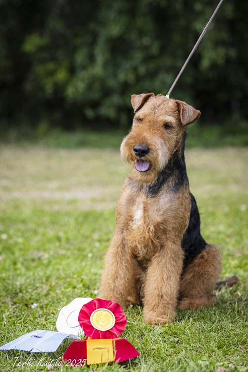 Welmu Västeråsin KV-näyttelyssä Ruotsissa, heinäkuu 2025 (kuva Terhi Kaitila)