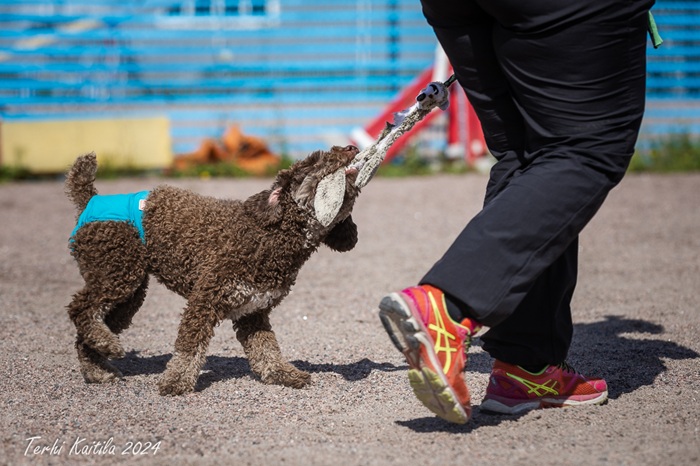 Tifa agilitytreeneissä elokuussa 2024 (kuva Terhi Kaitila)