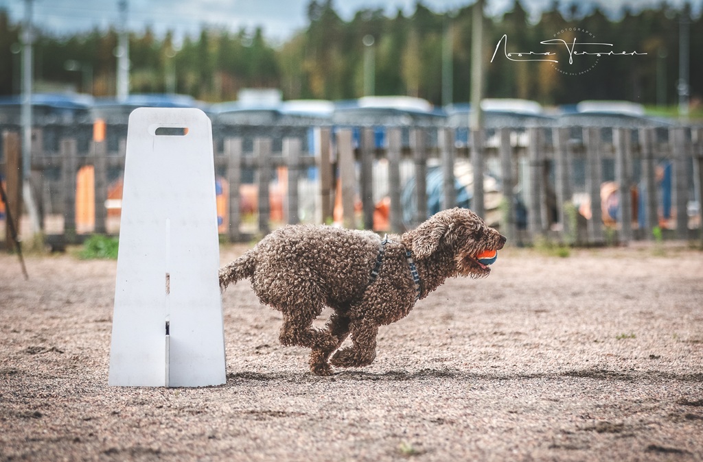 Caraydan Piperrak "Naru" flyball-treeneissä (kuva Noora Teronen) Caraydan Piperrak "Naru" flyball-treeneissä (kuva Noora Teronen)