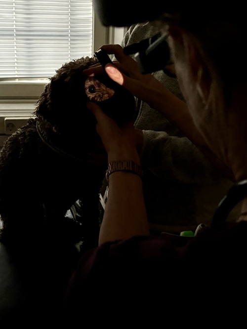 Laila Elina Pietilän silmätarkissa elokuussa 2025 (kuva Terhi Kaitila)