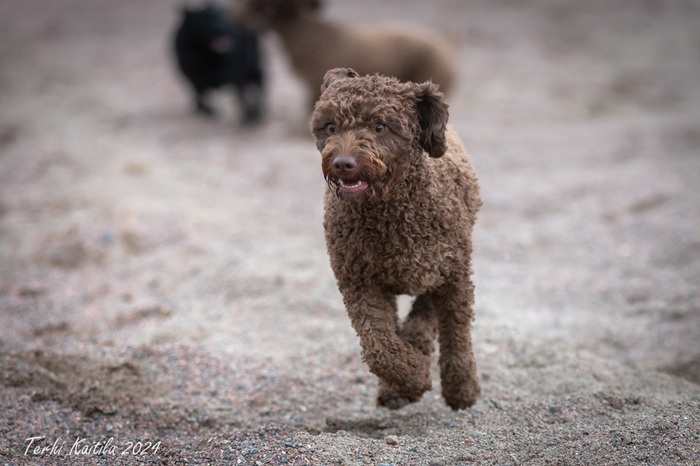 Laila pentuetreffeillä lokakuussa 2024, ikä 12 kk (kuva Terhi Kaitila)