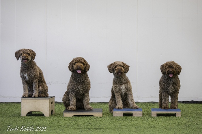 Soma, Alma, Tifa ja Laila treffeillä lokakuussa 2025 (kuva Terhi Kaitila)