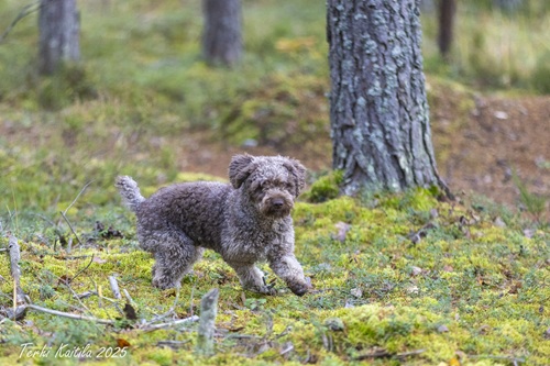 Tifa lokakuussa 2025, ikä 2 vuotta (kuva Terhi Kaitila)