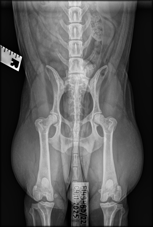 Welmun lonkkakuva 4.11.2025