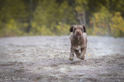 Tifa (Tanwen Annie Get Your Gun) 12 kk